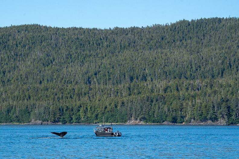 jul2026_alaska_whales_0022.jpg